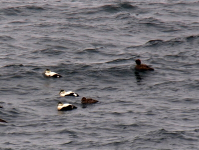 [The males have black on top of their heads while the rest of the head is white. Their bodies have white on top and black on the sides. The females nearly blend into the dark water as they are shades of dark brown all over.]